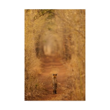 Ab Apana 'The Tiger In The Tunnel' Canvas Art,22x32